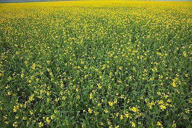 《三角洲行动》聚变赛季故事短片 新版本今日正式开启！